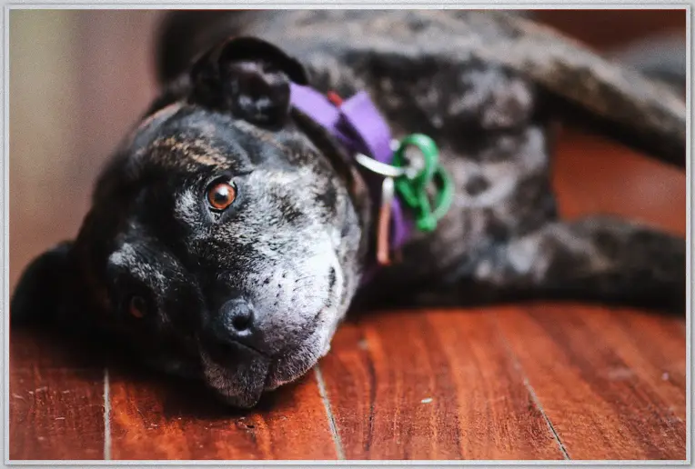 Brindle dog with purple collar lies on polished floor gazing up at camera