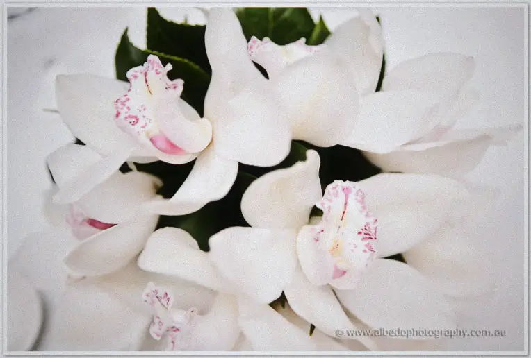 A bridal bouquet of white orchids with pink-speckled centres fills the frame
