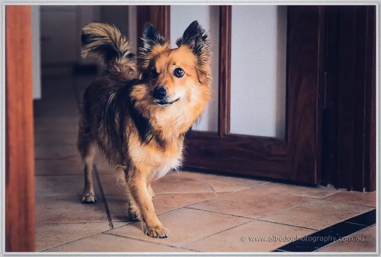 Small fluffy tan-and-black dog trotting across terracotta tiles toward the camera on the morning