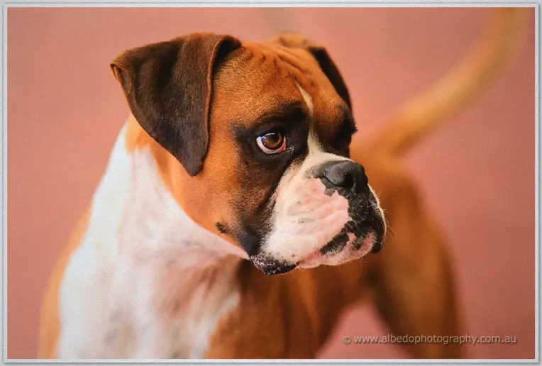 A fawn boxer dog gazes off frame against a soft pink backdrop