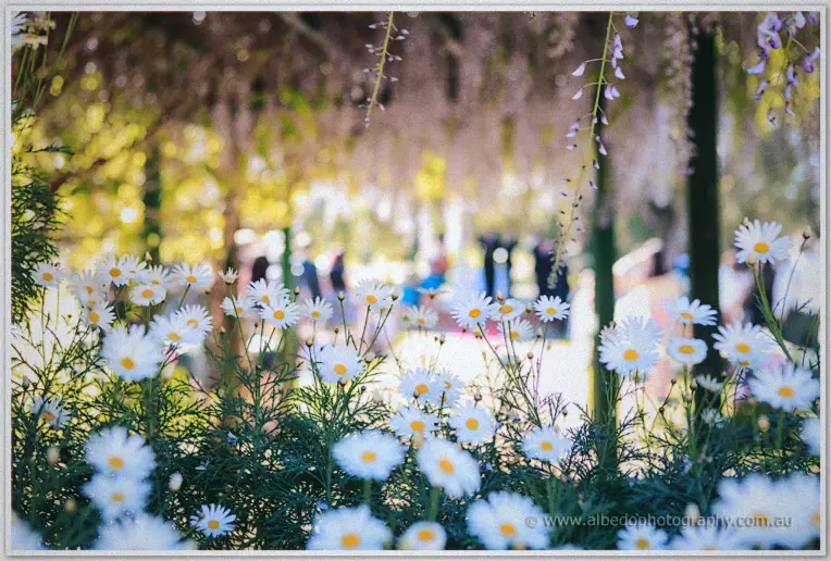 White daisies in sharp focus with the wedding crowd softly blurred behind