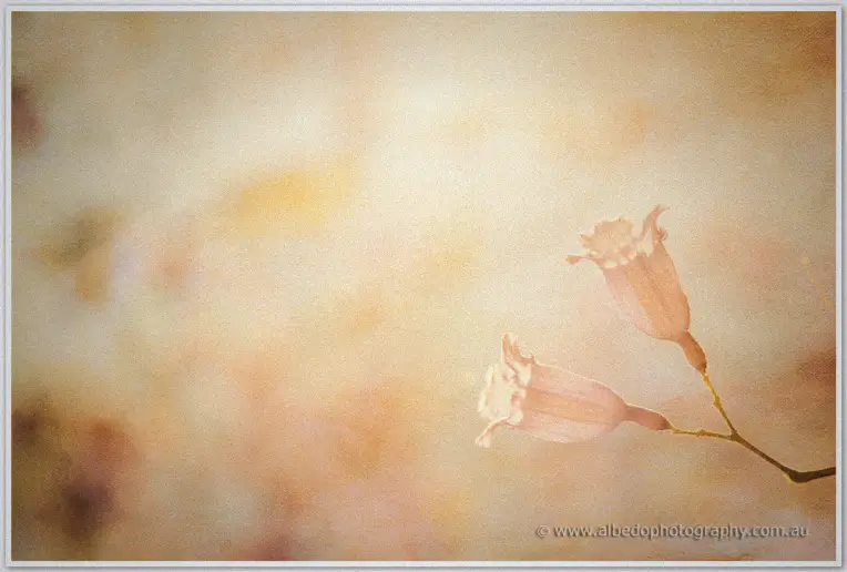 Soft-focus coral bell flowers glowing against a hazy golden backdrop beside the church