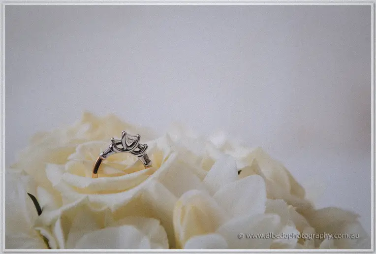 Diamond three-stone engagement ring nestled in the petals of a cream rose in diffused morning light