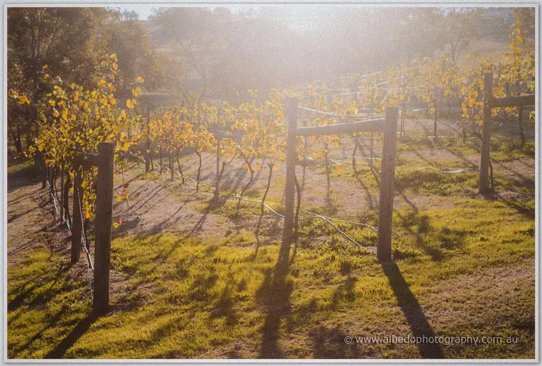 Golden late-afternoon light floods the autumn vineyard rows and lawns at Inglewood Estate
