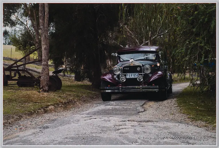 Maroon vintage wedding car with a white ribbon bow waits on a gravel drive beneath gum trees