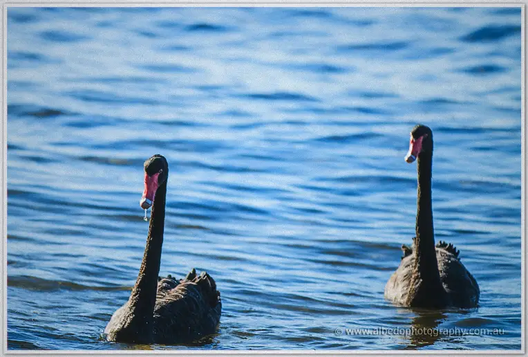 Two black swans glide across the rippling blue Swan River waters near Mosman Park