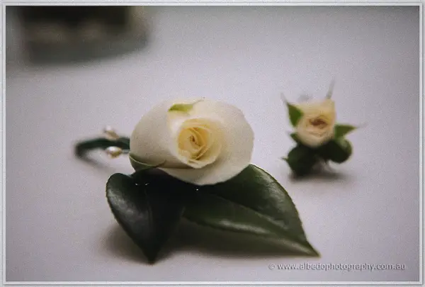 Cream rose buttonhole and a smaller bud laid on a white table, dark leaves against soft light.