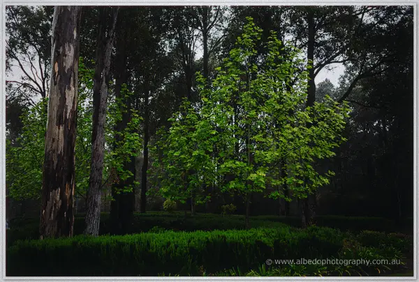 Rain-washed garden at the winery, bright green foliage and dark karri trunks under storm light.