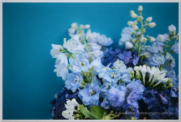 Blue delphiniums, hydrangeas and agapanthus cluster against the turquoise wall, petals crisp in soft light
