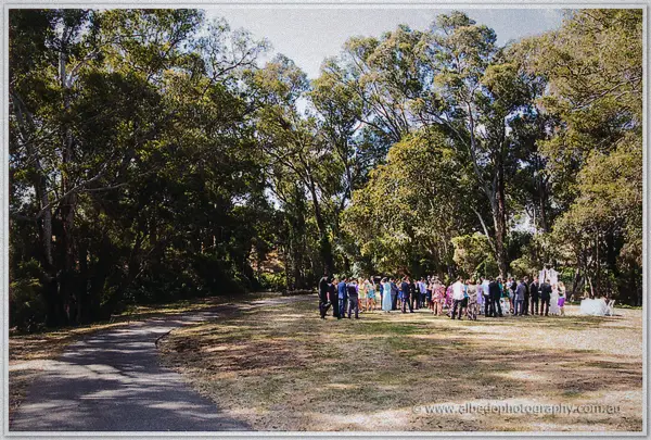 Wedding guests gather beneath towering gums on the estate lawn as the ceremony begins