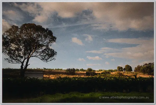 Golden light rakes across vines and scrub as clouds pass over the Swan Valley vineyard at dusk