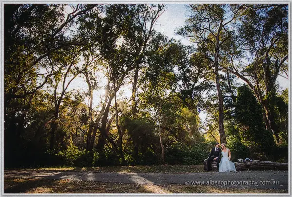 Newlyweds seated on a log beneath tall eucalypts with sunlight bursting through the canopy