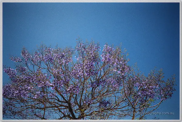 Vivid purple jacaranda blossoms spread against a deep blue summer sky above the York property