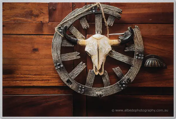 Cattle skull mounted on a rustic wagon wheel against the rich timber wall of the farm shed