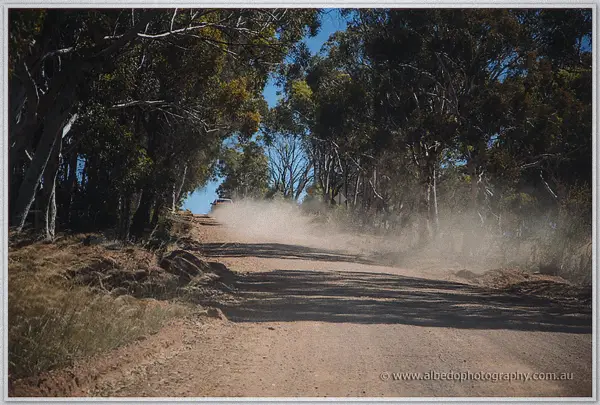 Dust billows down a sunlit gum-lined dirt road as a car arrives through the trees.