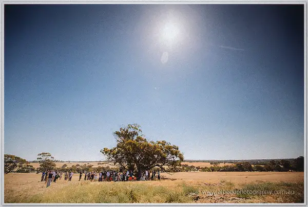 Wedding guests gather in the shade of a lone tree in a wide golden paddock beneath a hazy sun.