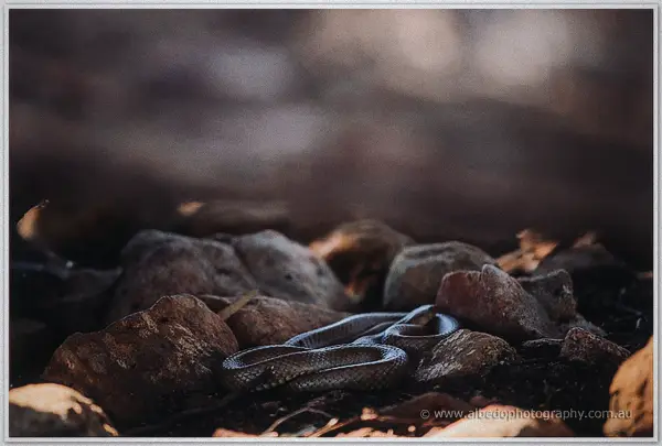 A small snake coils among sun-dappled rocks and leaf litter in moody shadow beneath the ceremony tree.