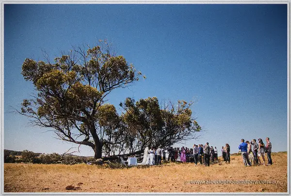 A distant view of the whole wedding party clustered around a lone gum tree in the sunburnt paddock.