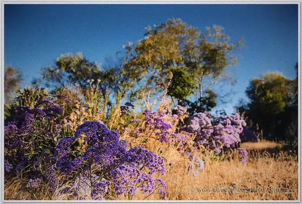 Massed purple statice blooms glow against dry grass and deep blue shade in the garden at Talbot Hall.