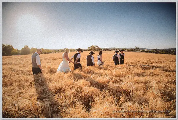 The whole bridal party wades waist-deep through a golden oat field under glaring sun