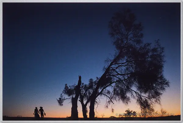 Tiny silhouettes of the pair walking beneath a wind-swept casuarina in deepening twilight