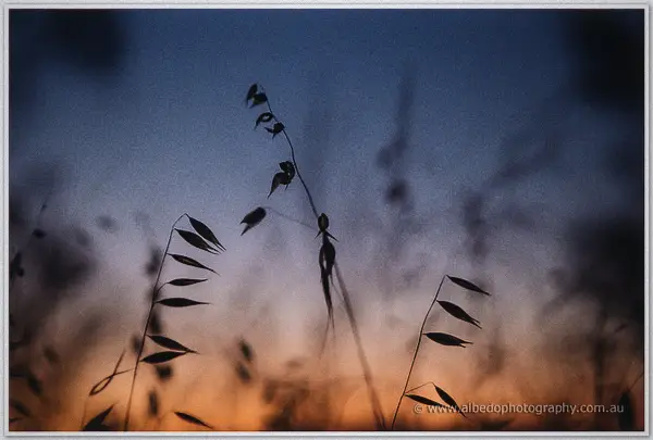 Oat seed heads nod in silhouette against the orange afterglow of the York sunset