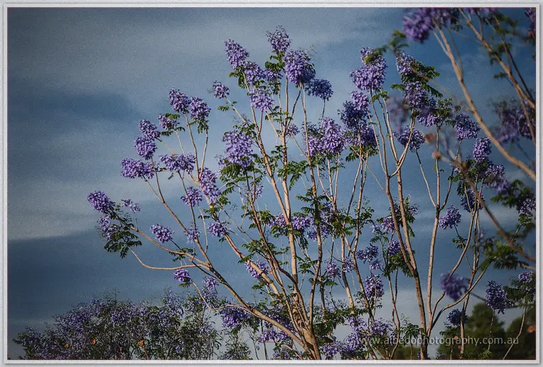 Purple jacaranda blossoms stretch across a moody blue sky at Brookleigh Estate