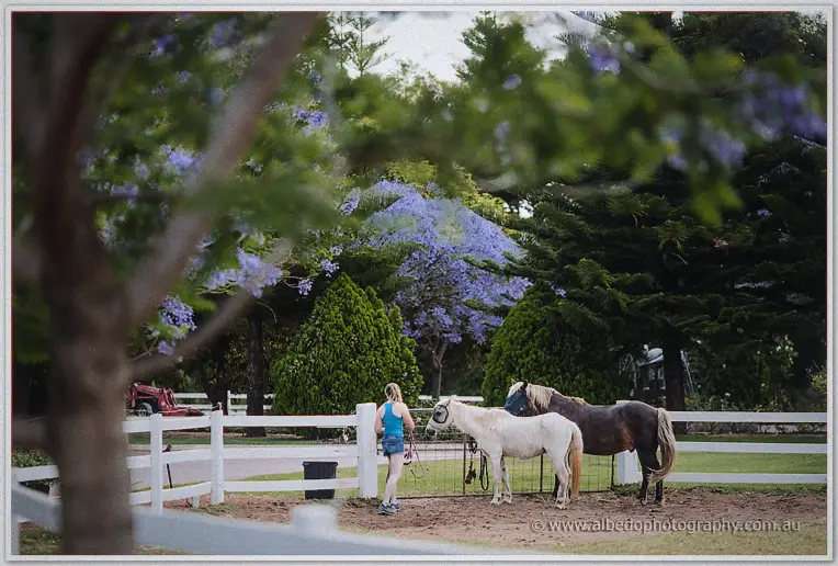 A woman greets two ponies at a white paddock fence beneath jacaranda blossom