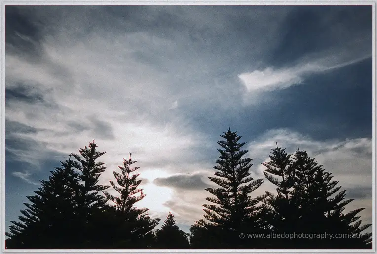 Norfolk pines silhouetted against a sunburst breaking through Swan Valley clouds