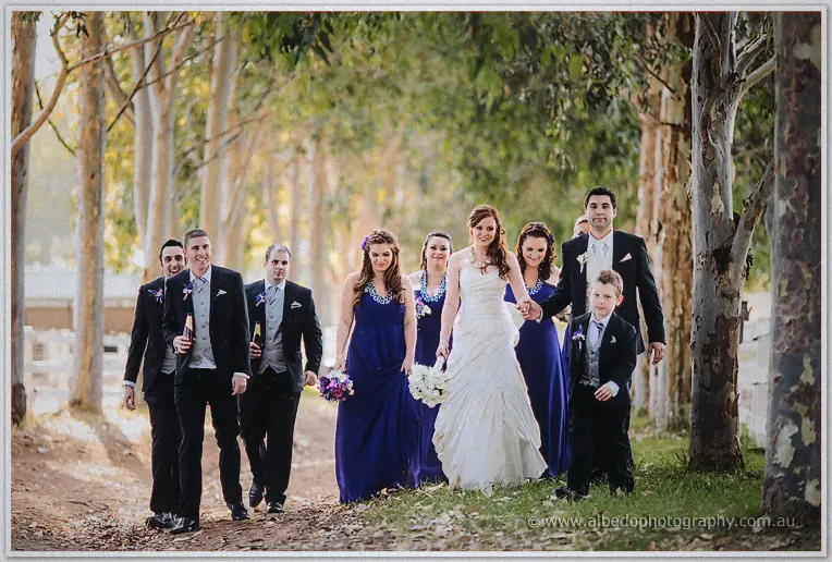 Wedding party strolls a gum-lined lane, groomsmen carrying champagne for the couple