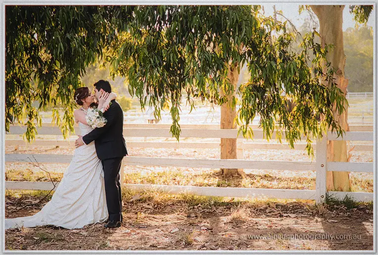 Full-length kiss beneath a leafy gum against white rails in golden afternoon light