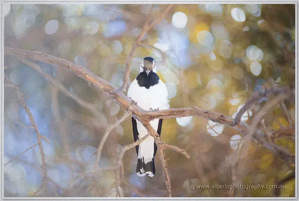 A magpie perches on a sunlit branch against golden bokeh near the Dunsborough venue
