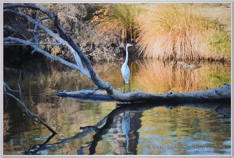 A white heron perches on a sunlit fallen branch above calm Swan River shallows ringed by golden reeds