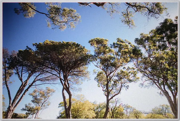 Eucalypt canopies frame a clear blue sky above the Matilda Bay wedding site.