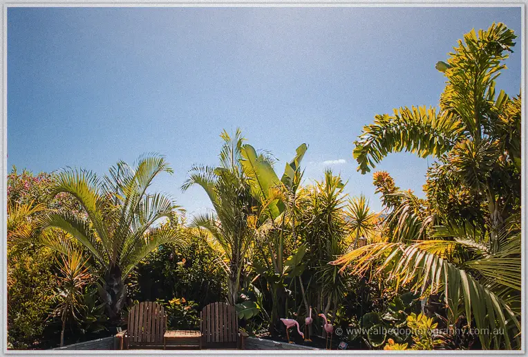 Tropical palms tower over deck chairs in the bright morning garden before the ceremony begins.