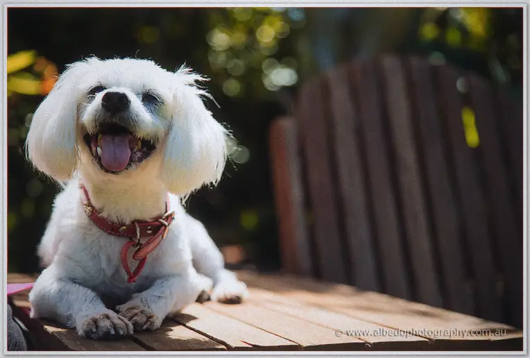 The fluffy white maltese grins from the garden bench, red collar bright in the morning sun.
