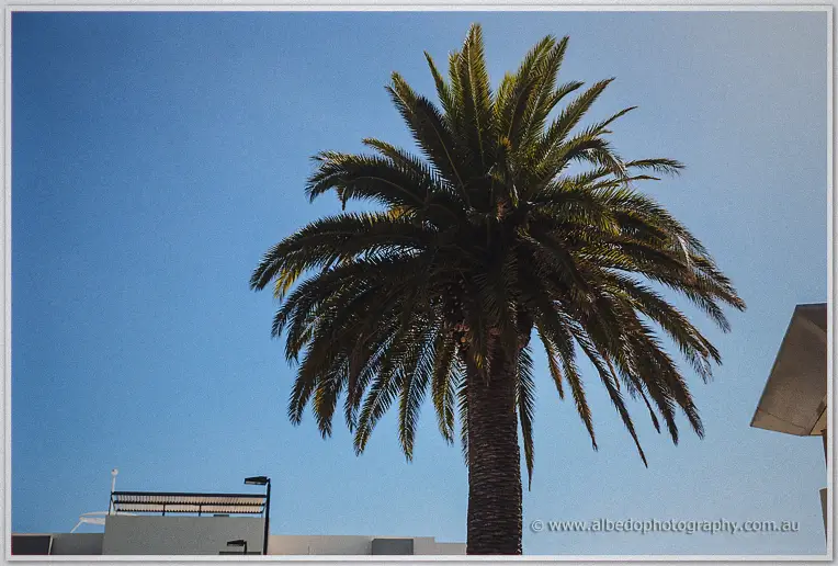 A tall palm tree frames the cloudless blue sky over the Dawesville coastline on the wedding morning.