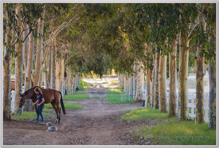 Handler holding a chestnut horse beside a small dog on the gum-tree-lined lane at Brookleigh
