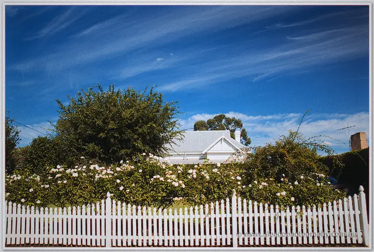 A white picket fence guards rose bushes and a federation home beneath a deep blue sky.