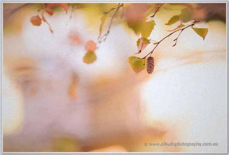 Autumn birch leaves and a small pine cone glow against soft morning light.