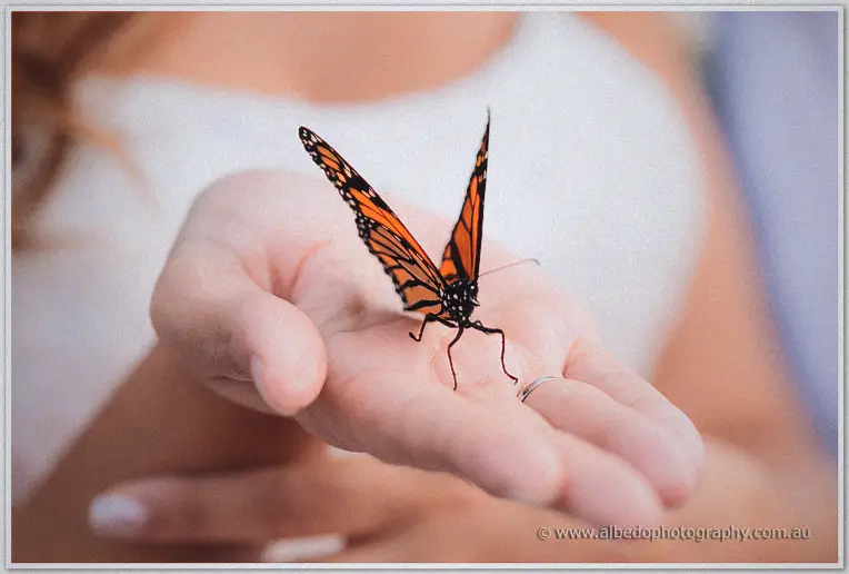 A monarch butterfly spreads its wings on the bride's open palm, ring glinting.