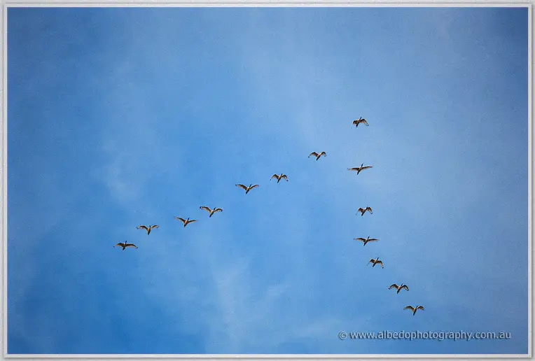 Pelicans glide across a clear blue sky in loose formation above the vineyard.