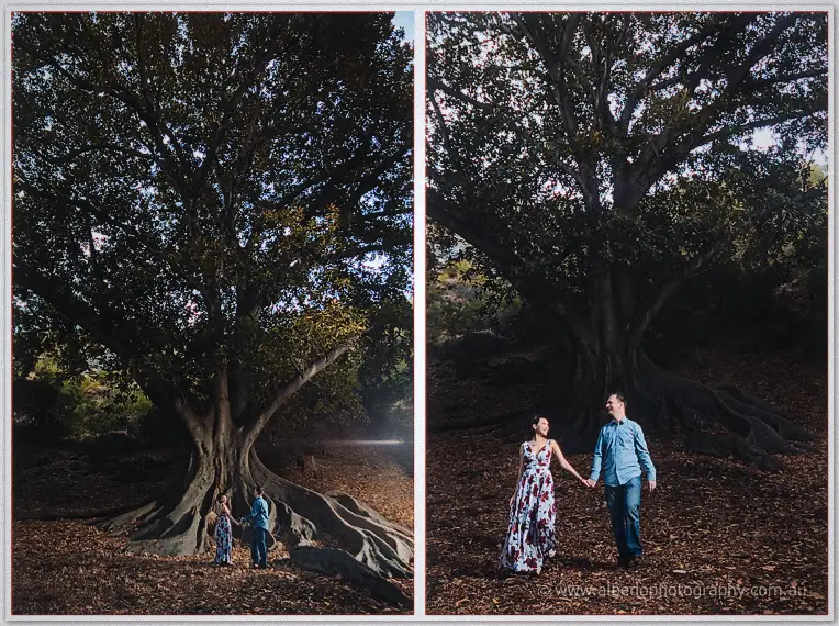 Loan and Alex walk hand in hand across fallen leaves under the vast canopy of an old fig tree