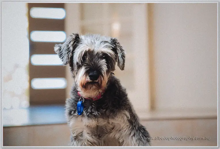 Scruffy grey schnauzer in a pink collar gazes at the camera in soft indoor light