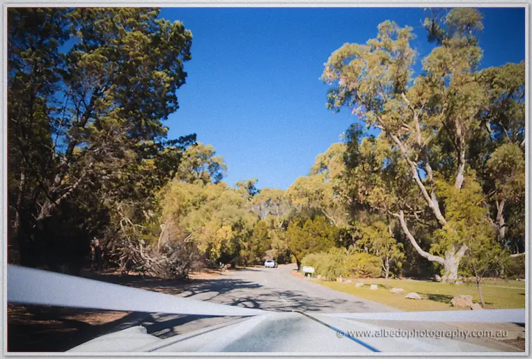 The white wedding car glides down a tree-lined Perth park road on a clear morning