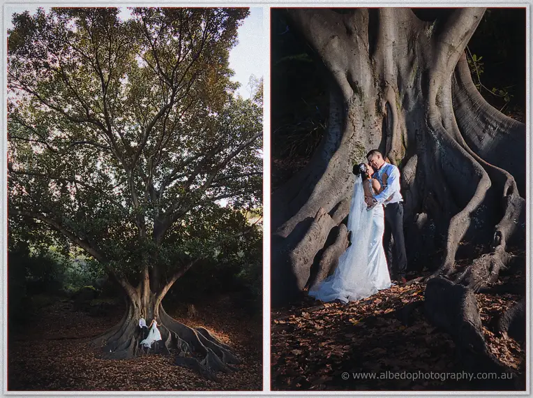 A twin frame pairs the fig tree's wide canopy with the couple kissing against its buttressed roots.
