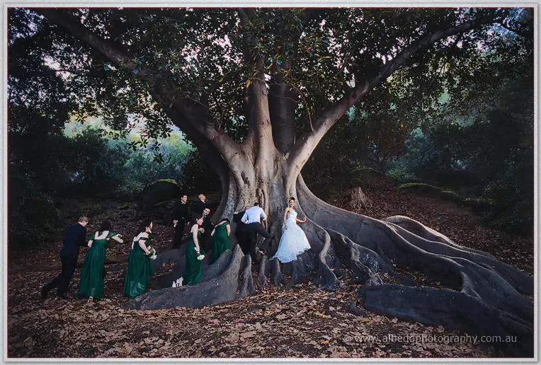The bridal party clambers over giant fig roots while Cristal perches on a root in her gown.
