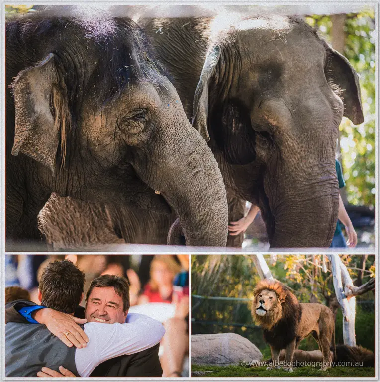 Perth zoo elephants wedding