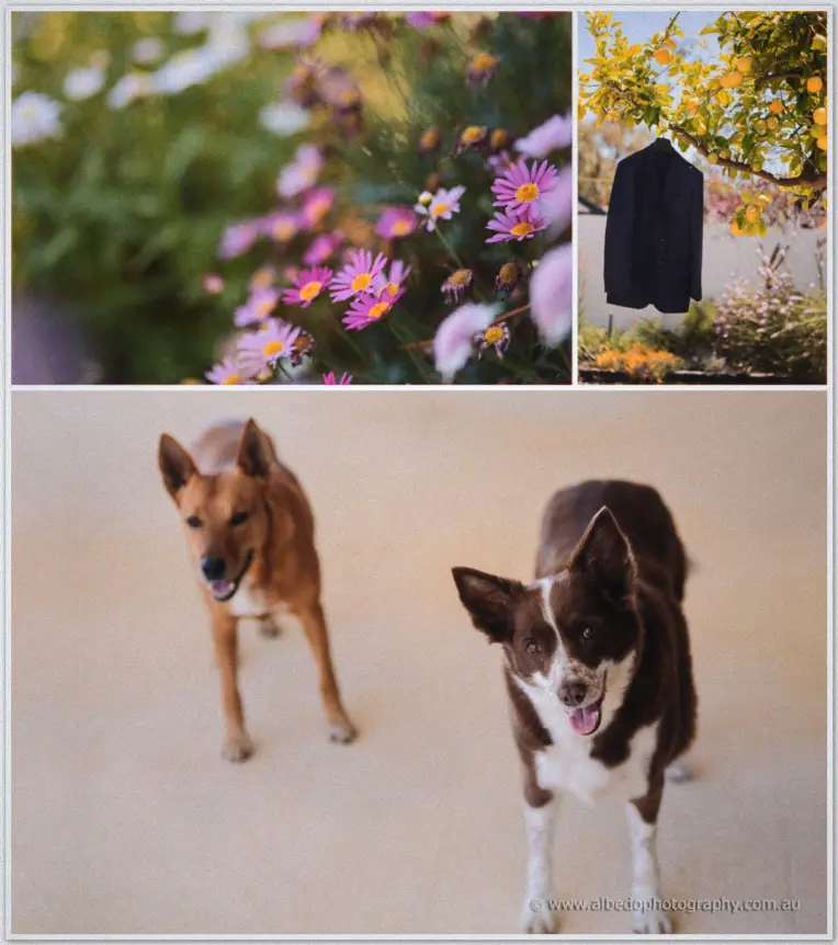 Neil McDougal Park Como Wedding Photographer